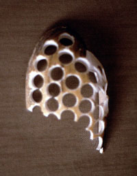 Cut-out mussel shell